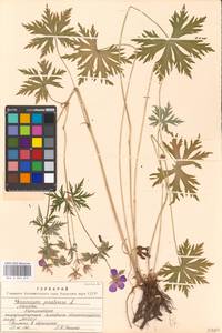 Geranium pratense L., Eastern Europe, Moscow region (E4a) (Russia)