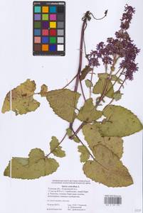 Salvia verticillata L., Eastern Europe, Central region (E4) (Russia)