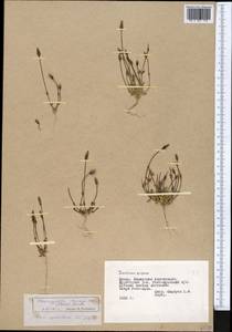Lomatogonium brachyantherum (C. B. Cl.) Fern., Middle Asia, Pamir & Pamiro-Alai (M2) (Tajikistan)