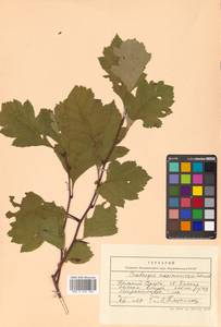 Crataegus maximowiczii C. K. Schneid., Siberia, Russian Far East (S6) (Russia)