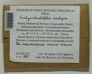 Eurhynchiadelphus eustegia (Besch.) Ignatov & Huttunen, Bryophytes, Bryophytes - Russian Far East (excl. Chukotka & Kamchatka) (B20) (Russia)