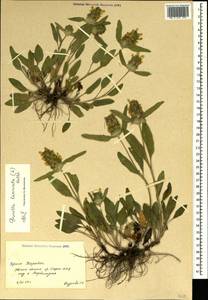 Prunella laciniata (L.) L., Crimea (KRYM) (Russia)