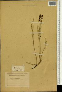 Astragalus pallescens M.Bieb., Eastern Europe (no precise locality) (E0) (Russia)