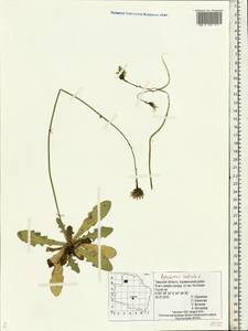 Hypochaeris radicata L., Eastern Europe, North-Western region (E2) (Russia)