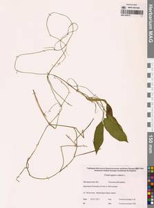 Potamogeton natans L., Siberia, Chukotka & Kamchatka (S7) (Russia)
