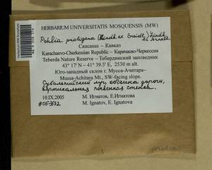 Pohlia proligera (Kindb. ex Breidl.) Lindb. ex Arnell, Bryophytes, Bryophytes - North Caucasus & Ciscaucasia (B12) (Russia)
