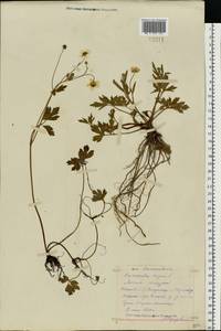 Ranunculus repens L., Eastern Europe, Central forest region (E5) (Russia)