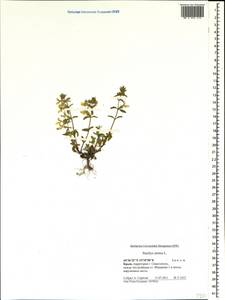 Stachys annua (L.) L., Crimea (KRYM) (Russia)