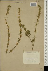 Salvia viridis L., Caucasus, Georgia (K4) (Georgia)