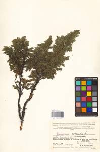 Juniperus communis L., Eastern Europe, Northern region (E1) (Russia)