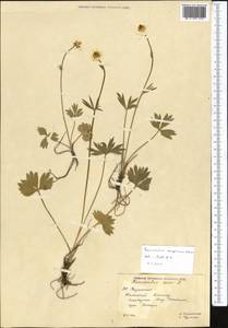 Ranunculus songoricus Schrenk, Middle Asia, Western Tian Shan & Karatau (M3) (Kazakhstan)