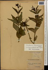 Vincetoxicum hirundinaria Medik., Caucasus, Stavropol Krai, Karachay-Cherkessia & Kabardino-Balkaria (K1b) (Russia)