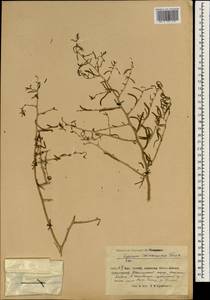 Lycium depressum subsp. depressum, South Asia, South Asia (Asia outside ex-Soviet states and Mongolia) (ASIA) (China)