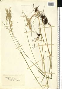 Avenula pubescens (Huds.) Dumort., Eastern Europe, Moscow region (E4a) (Russia)