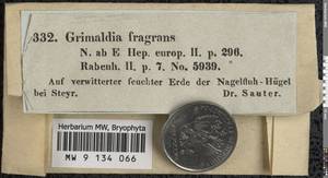 Mannia fragrans (Balb.) Frye & L. Clark, Bryophytes, Bryophytes - Western Europe (BEu)