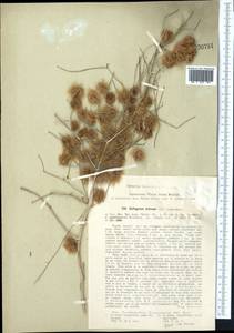 Calligonum setosum (Litv.) Litv., Middle Asia, Karakum (M6) (Turkmenistan)