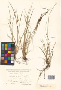 Carex oederi var. oederi, Siberia, Russian Far East (S6) (Russia)