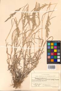 Bromus hordeaceus subsp. hordeaceus, Eastern Europe, Moscow region (E4a) (Russia)