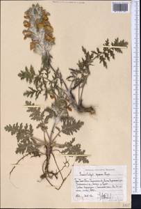 Phlomoides speciosa (Rupr.) Adylov, Kamelin & Makhm., Middle Asia, Western Tian Shan & Karatau (M3) (Uzbekistan)