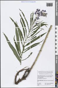 Chamaenerion angustifolium (L.) Scop., Siberia, Western Siberia (S1) (Russia)