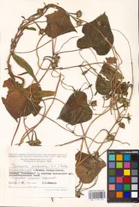 Ipomoea purpurea (L.) Roth, Eastern Europe, Moscow region (E4a) (Russia)