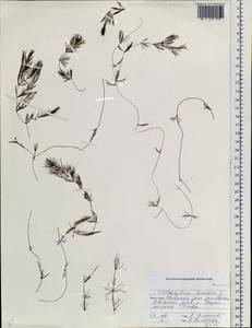 Ceratophyllum demersum L., Siberia, Russian Far East (S6) (Russia)