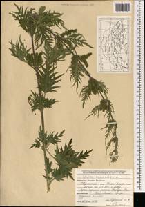 Urtica cannabina L., Mongolia (MONG) (Mongolia)