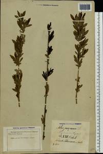 Salix purpurea L., Eastern Europe, Latvia (E2b) (Latvia)