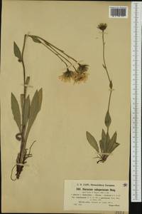 Hieracium subspeciosum subsp. comolepium Nägeli & Peter, Western Europe (EUR) (Switzerland)