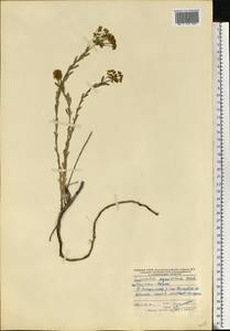 Euphorbia seguieriana Neck., Eastern Europe, Central forest-and-steppe region (E6) (Russia)