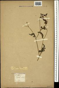 Apium graveolens L., Caucasus, Krasnodar Krai & Adygea (K1a) (Russia)