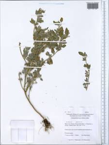 Chenopodium karoi (Murr) Aellen, Siberia, Baikal & Transbaikal region (S4) (Russia)