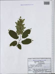 Carpinus betulus L., Caucasus, North Ossetia, Ingushetia & Chechnya (K1c) (Russia)