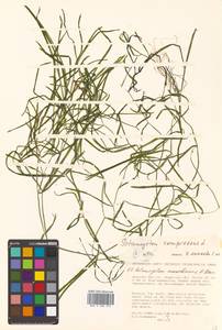 Potamogeton compressus L., Siberia, Russian Far East (S6) (Russia)