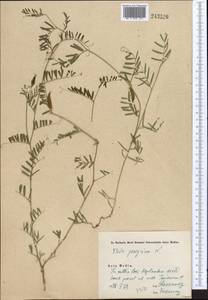 Vicia peregrina L., Middle Asia, Western Tian Shan & Karatau (M3) (Kazakhstan)