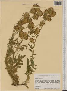 Anthyllis vulneraria L., Western Europe (EUR) (France)