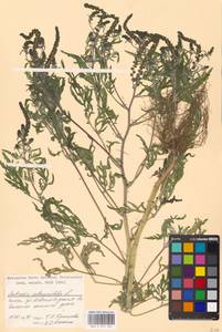 Ambrosia artemisiifolia L., Eastern Europe, Moscow region (E4a) (Russia)