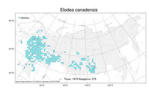 Elodea canadensis Michx., Atlas of the Russian Flora (FLORUS) (Russia)