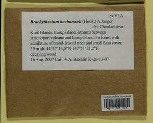 Brachythecium buchananii (Hook.) A. Jaeger, Bryophytes, Bryophytes - Russian Far East (excl. Chukotka & Kamchatka) (B20) (Russia)