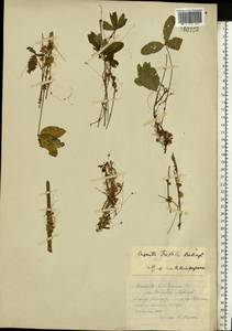 Cuscuta epithymum (L.) L., Eastern Europe, Moscow region (E4a) (Russia)