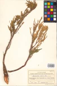 Juniperus sabina L., Eastern Europe, Lower Volga region (E9) (Russia)