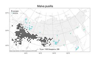 Malva pusilla Sm., Atlas of the Russian Flora (FLORUS) (Russia)