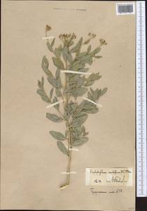 Haplophyllum acutifolium (DC.) G. Don, Middle Asia, Western Tian Shan & Karatau (M3)