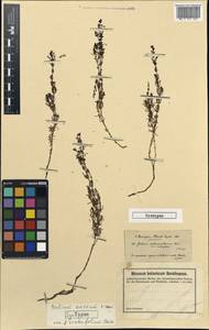 Galium firmum Tausch, South Asia, South Asia (Asia outside ex-Soviet states and Mongolia) (ASIA) (Turkey)