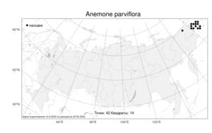 Anemone parviflora Michx., Atlas of the Russian Flora (FLORUS) (Russia)