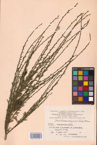 Cytisus scoparius (L.) Link, Eastern Europe, West Ukrainian region (E13) (Ukraine)