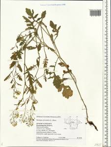 Rorippa sylvestris (L.) Besser, Eastern Europe, Central region (E4) (Russia)