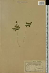 Gymnocarpium continentale (Petrov) Pojark., Siberia, Central Siberia (S3) (Russia)