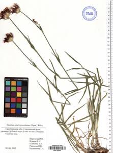 Dianthus capitatus subsp. andrzejowskianus Zapal., Eastern Europe, Eastern region (E10) (Russia)