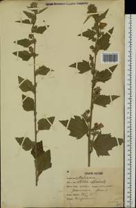 Althaea officinalis L., Eastern Europe, Moscow region (E4a) (Russia)